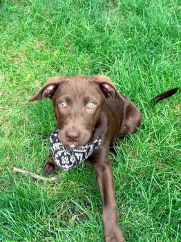 Yunque- snuggle pup -  Chocolate Labrador Retriever and German Shorthaired Pointer Dog for Adoption in Mettawa, Illinois - Yunque- Snuggle Pup | PetCurious