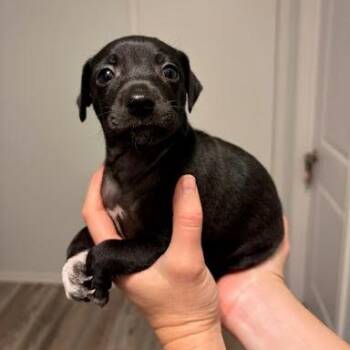 Chihuahua and Dachshund Dogs Available for Adoption in Austin, Texas - Lantana | PetCurious