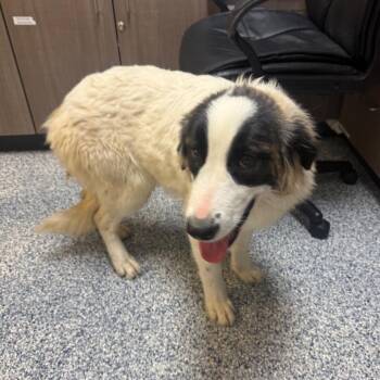 Anatolian Shepherd and Mixed Breed Dogs Available for Adoption in Great Falls, Montana - Georgia | PetCurious