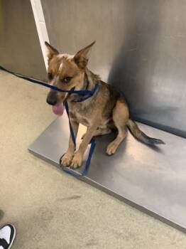 Rescue Fox Terrier and Mixed Breed Dogs for Adoption in Fort Worth, Texas - 3 | PetCurious