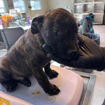 Mixed Breed Dogs Available for Adoption - Marty | PetCurious