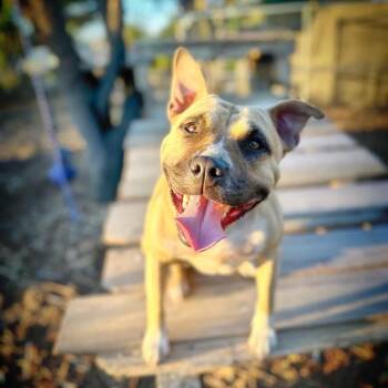 CHARM -  American Staffordshire Terrier Dog for Adoption in Alameda, California - CHARM | PetCurious