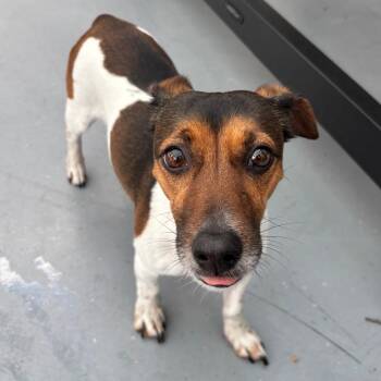Jack Russell Terrier Dogs Available for Adoption in Philadelphia, Pennsylvania - Winnie | PetCurious