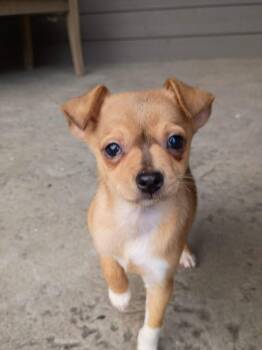Chihuahua Dogs Available for Adoption - Cupid | PetCurious