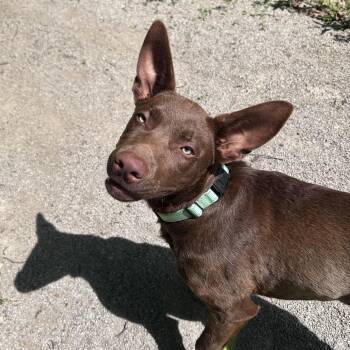 Zion -  Chocolate Labrador Retriever and Shepherd Dog for Adoption - Zion | PetCurious