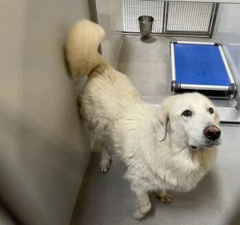 WHISPER -  Great Pyrenees Dog for Adoption in Modesto, California - WHISPER | PetCurious