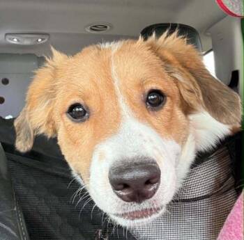 Lulu #5290 -  Australian Shepherd Dog for Adoption in Ontario, California - Lulu #5290 | PetCurious