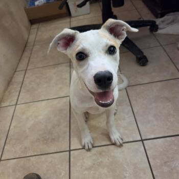 Nico -  Labrador Retriever Dog for Adoption in Andover, Massachusetts - Nico | PetCurious