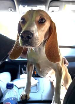 Lillith -  Beagle Dog for Adoption in Dunnellon, Florida - Lillith | PetCurious