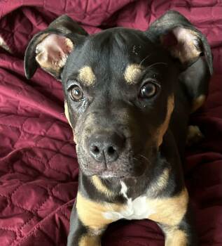 Rottweiler and Boxer Dogs Available for Adoption in Boerne, Texas - Velvet | PetCurious