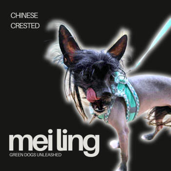 Rescue Chinese Crested Dog Dogs for Adoption in Troy, Virginia - Mei Ling | PetCurious