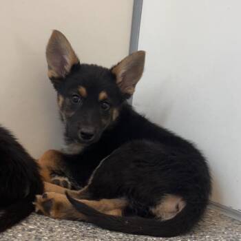 Sir Wiggleton -  German Shepherd Dog and Border Collie Dog for Adoption in Kanab, Utah - Sir Wiggleton | PetCurious