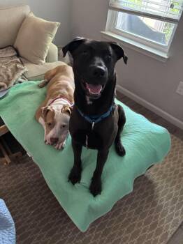 Archie -  Labrador Retriever Dog for Adoption in Mount Pleasant, South Carolina - Archie | PetCurious