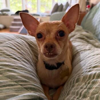 Opie -  Chihuahua Dog for Adoption in Wichita, Kansas - Opie | PetCurious