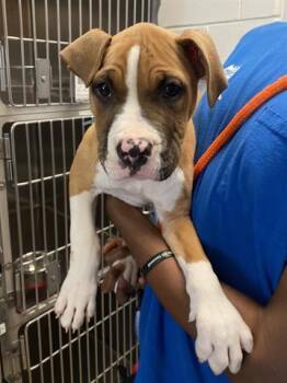 Pit Bull Terrier and Boxer Dogs Available for Adoption in Dayton, Ohio - DEXTER | PetCurious