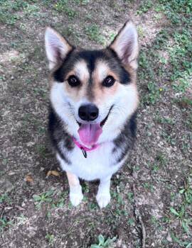Aiko -  Shiba Inu Dog for Adoption in Little Rock, Arkansas - Aiko | PetCurious