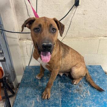 Debbie -  Labrador Retriever and Black Mouth Cur Dog for Adoption in Austin, Texas - Debbie | PetCurious