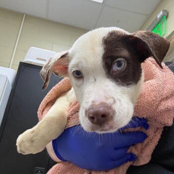 Mixed Breed Dogs Available for Adoption in Columbus, Georgia - 04/18/2026-Stray-JoynerDrive | PetCurious