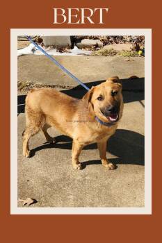 Black Mouth Cur and Labrador Retriever Dogs Available for Adoption - Bert (foster To Adopt) | PetCurious