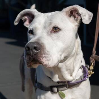 DINO -  Mixed Breed Dog for Adoption in Fernandina Beach, Florida - DINO | PetCurious