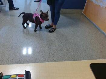 NALA -  French Bulldog Dog for Adoption in Doral, Florida - NALA | PetCurious