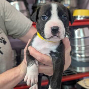 Reba -  Pit Bull Terrier Dog for Adoption in Jefferson City, Tennessee - Reba | PetCurious