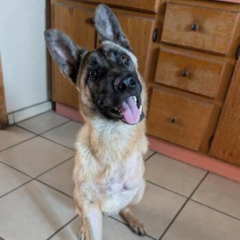 Leron -  German Shepherd Dog Dog for Adoption in San Diego, California - Leron | PetCurious