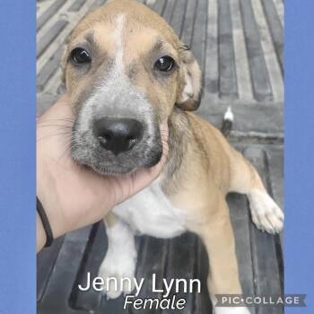 Jenny Lynn 1 -  Hound Dog for Adoption in Manchester, Connecticut - Jenny Lynn 1 | PetCurious
