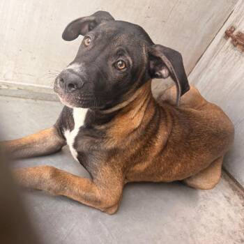 Gibson -  Shepherd Dog for Adoption in Edinburg, Texas - Gibson | PetCurious
