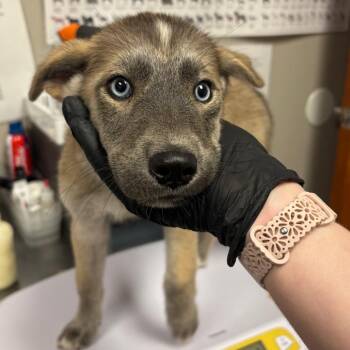 Melanie -  Husky and Mixed Breed Dog for Adoption in Yuma, Arizona - Melanie | PetCurious