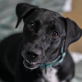 Milly -  Black Labrador Retriever Dog for Adoption in Defuniak Springs, Florida - Milly | PetCurious