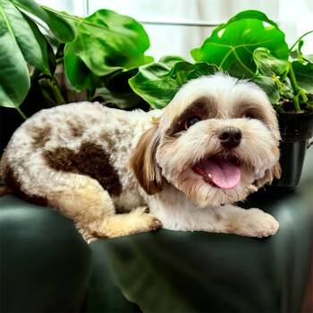 Rescue Shih Tzu Dogs for Adoption in Fort Myers, Florida - Zacharie-Sweet Senior Shih Tzu | PetCurious