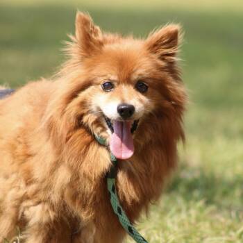 Koby -  Pomeranian Dog for Adoption in Columbia, South Carolina - Koby | PetCurious