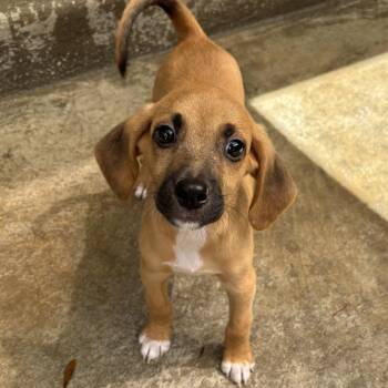 Julius -  Beagle Dog for Adoption in Freeport, Florida - Julius | PetCurious