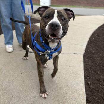 Pit Bull Terrier Dogs Available for Adoption in Boston, Massachusetts - BABY BOY | PetCurious