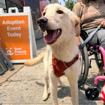 Lovey -  Golden Retriever and Labrador Retriever Dog for Adoption in New York, New York - Lovey | PetCurious