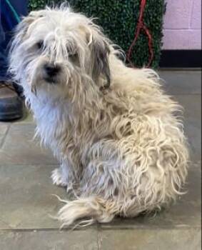 Mixed Breed Dogs Available for Adoption in El Paso, Texas - 60792961 | PetCurious