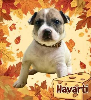 Rescue Pit Bull Terrier and American Staffordshire Terrier Dogs for Adoption in Ringwood, New Jersey - Havarti | PetCurious