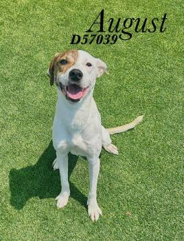 August -  Mixed Breed Dog for Adoption in Clarksville, Tennessee - August | PetCurious