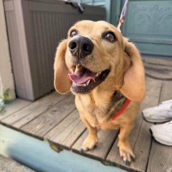 Nikki Nicks (Bonded to Headband) -  Basset Hound and Mixed Breed Dog for Adoption in New Orleans, Louisiana - Nikki Nicks (Bonded To Headband) | PetCurious