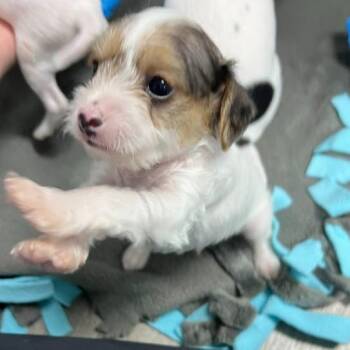 Balto -  Mixed Breed Dog for Adoption in State College, Pennsylvania - Balto | PetCurious