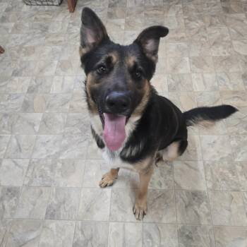 Chandler -  German Shepherd Dog Dog for Adoption in Pilot Point, Texas - Chandler | PetCurious