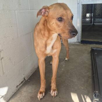 SCFL-A-67084 -  Mixed Breed Dog for Adoption in Lake Panasoffkee, Florida - SCFL-A-67084 | PetCurious