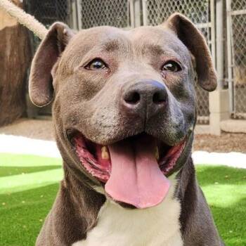 Pit Bull Terrier Dogs Available for Adoption - Maggy May | PetCurious