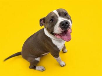 GORDO -  Pit Bull Terrier Dog for Adoption in Doral, Florida - GORDO | PetCurious