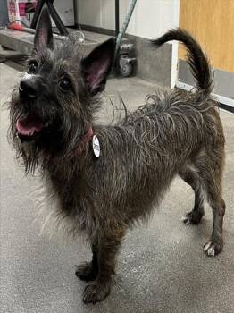 Rescue Scottish Terrier and Mixed Breed Dogs for Adoption - NIKKI | PetCurious