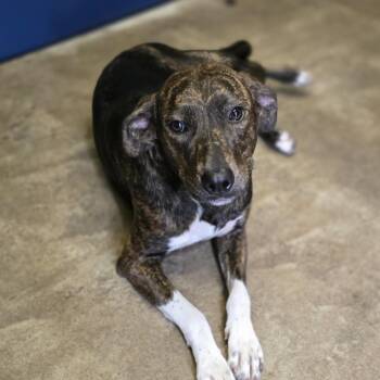 Rescue American Staffordshire Terrier and Mixed Breed Dogs for Adoption in Aurora, Missouri - Pixie | PetCurious