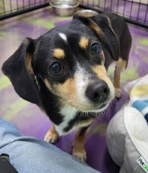 Rescue Dachshund and Chihuahua Dogs for Adoption in Anna, Illinois - Jolene | PetCurious