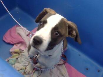 SASSY -  Mixed Breed Dog for Adoption in Dallas, Texas - SASSY | PetCurious