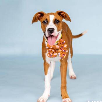 Pattycake *Available Soon* -  Labrador Retriever and Mixed Breed Dog for Adoption in Dover, New Hampshire - Pattycake *Available Soon* | PetCurious